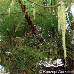 Blätter (Canary Island Pine)