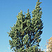 Erscheinungsbild (Common Juniper)