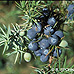 Früchte (Common Juniper)