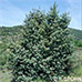 Prickly Juniper, Cade Juniper, Prickly Cedar