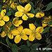 Blüten (Japanese Yellow Rose, Japanese Kerria)