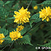 Blätter (Japanese Yellow Rose, Japanese Kerria)