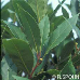 Blätter (Bay Laurel, True Laurel, Sweet Bay, Grecian Laurel, Laurel)