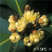 Blüten (Bay Laurel, True Laurel, Sweet Bay, Grecian Laurel, Laurel)