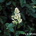 Blüten (Common Privet)
