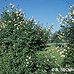 Frühling (Common Privet)