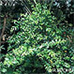 Erscheinungsbild (Common Myrtle)