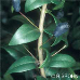 Blätter (Common Myrtle)