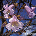 Blüten (Empress Tree, Foxglove Tree, Princess Tree)