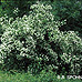 Erscheinungsbild (Sweet Mock Orange, English Dogwood)