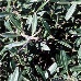 Blätter (False Olive)