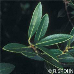 Blätter (Green Olive)