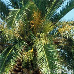 Früchte (Canary Island Date Palm)
