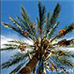 Erscheinungsbild (Date Palm)