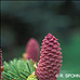 Blüten (Christmas Tree, Norway Spruce)