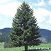 Erscheinungsbild (Christmas Tree, Norway Spruce)