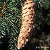 Früchte (Christmas Tree, Norway Spruce)