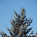 Erscheinungsbild (Colorado Spruce)