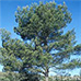 Erscheinungsbild (Aleppo Pine)