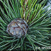 Früchte (Arolla Pine, Swiss Stone Pine)
