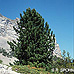 Erscheinungsbild (Arolla Pine, Swiss Stone Pine)