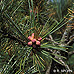 Blüten (Arolla Pine, Swiss Stone Pine)