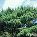 Erscheinungsbild (Japanese Red Pine)