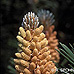 Blüten (Dwarf Mountain Pine)