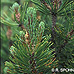 Blätter (Dwarf Mountain Pine)