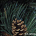 Früchte (Austrian Pine, European Black Pine)