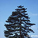 Erscheinungsbild (Austrian Pine, European Black Pine)
