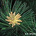 Blüten (Austrian Pine, European Black Pine)