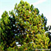 Frühling (Austrian Pine, European Black Pine)