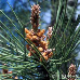 Blüten (Maritime Pine)