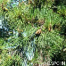 Blätter (Maritime Pine)
