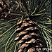 Früchte (Eastern White Pine, Weymouth Pine)