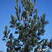 Erscheinungsbild (Eastern White Pine, Weymouth Pine)