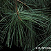 Blätter (Eastern White Pine, Weymouth Pine)