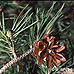 Früchte (Scots Pine)