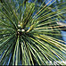 Blüten (Bhutan Pine, Blue Pine)