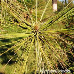 Blätter (Ponderosa Pine)
