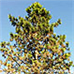 Erscheinungsbild (Ponderosa Pine)