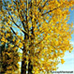 Herbst (Black Poplar)