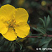 Blüten (Shrubby Cinquefoil, Bush Cinquefoil)