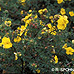 Shrubby Cinquefoil, Bush Cinquefoil