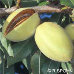Früchte (Almond)