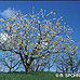 Frühling (Wild Cherry)