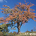 Herbst (Wild Cherry)