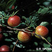 Früchte (Cherry Plum, Purple Leaf Plum)
