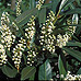 Blüten (Cherry Laurel)